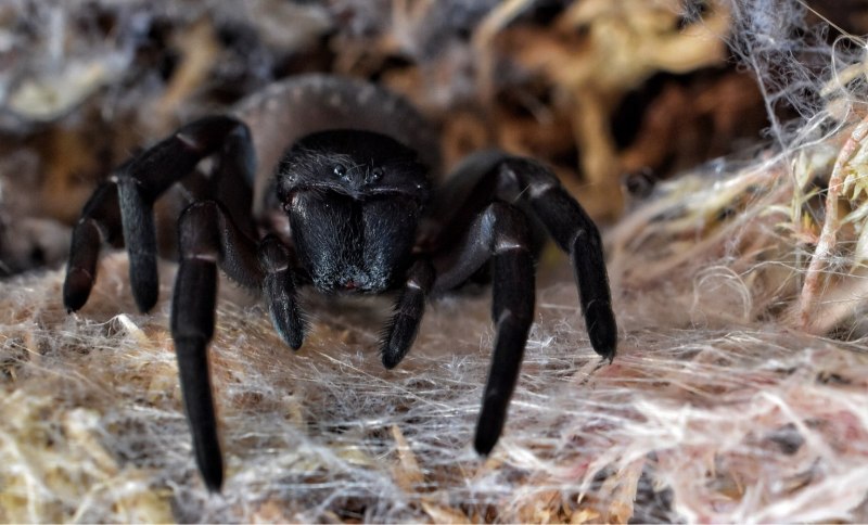 Eresus moravicus