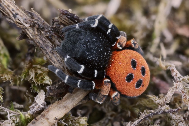 Eresus cinnaberinus
