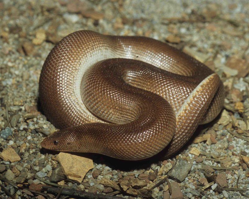 Gongylophis colubrinus