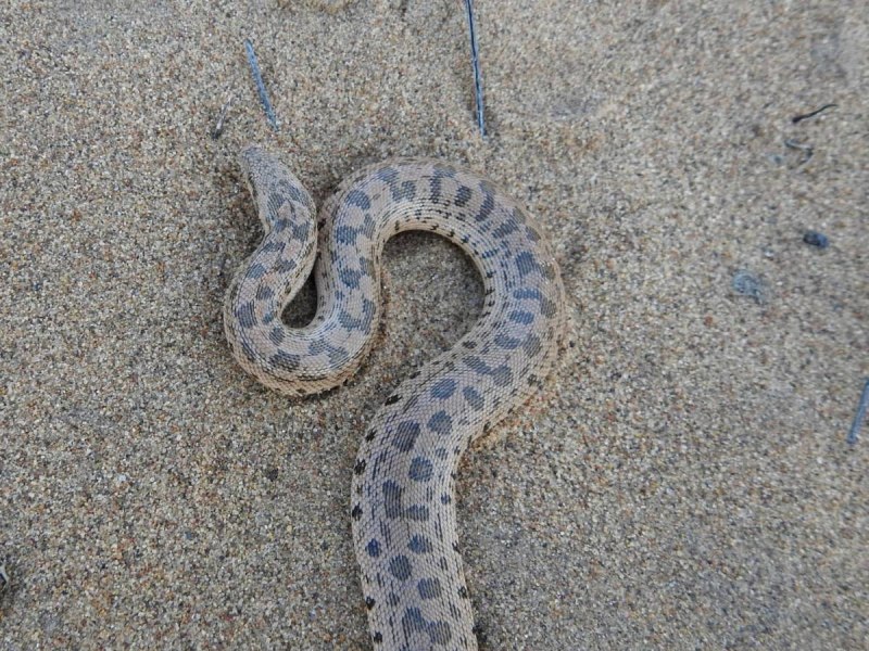 Eryx tataricus