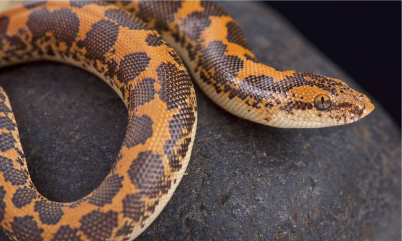 Gongylophis colubrinus