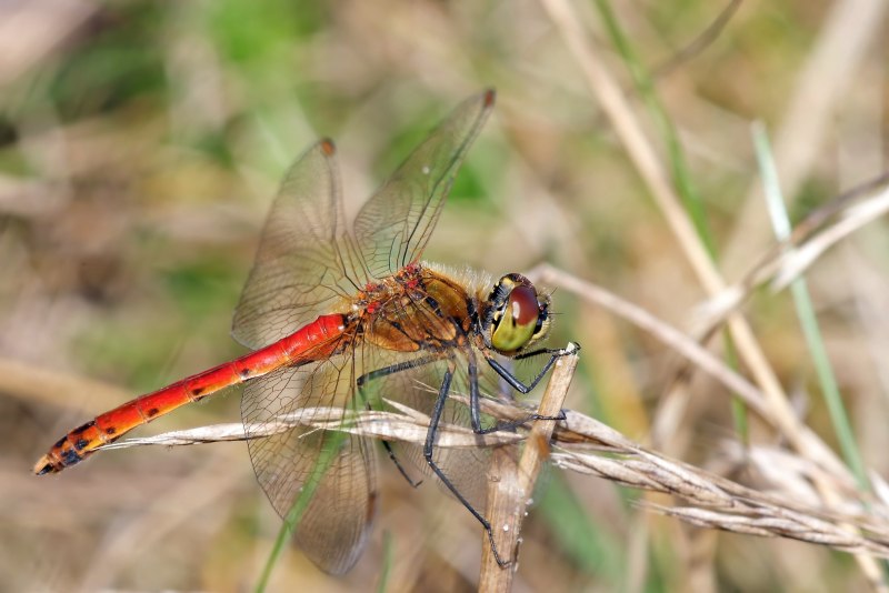 Sympetrum depressiusculum