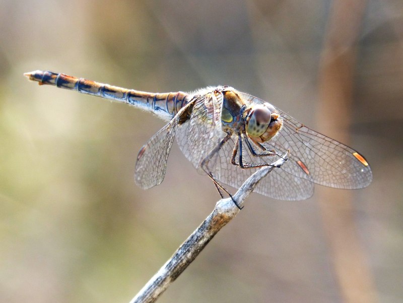 Стрекоза Dragonfly