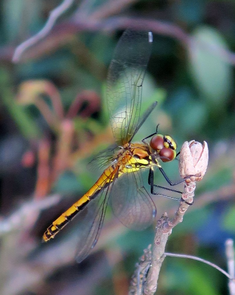Sympetrum Danae