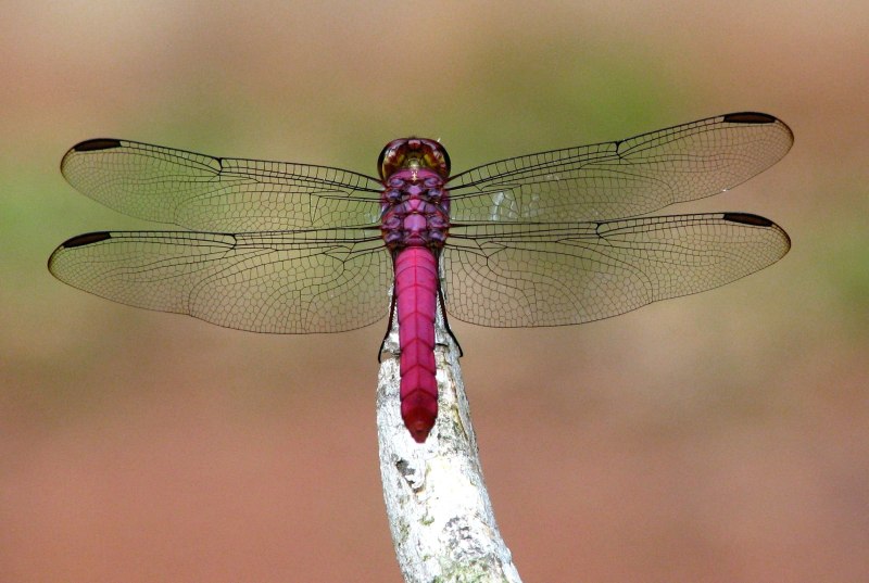 Rhyothemis fuliginosa