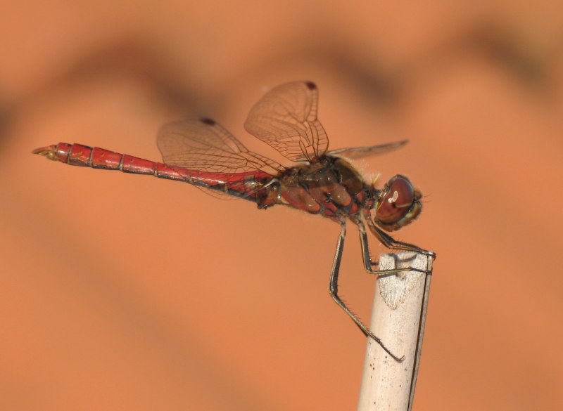 Стрекоза обыкновенная Sympetrum vulgatum