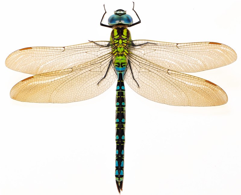 Aeshna viridis