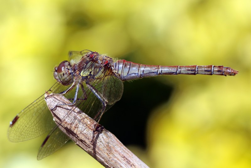 Sympetrum striolatum