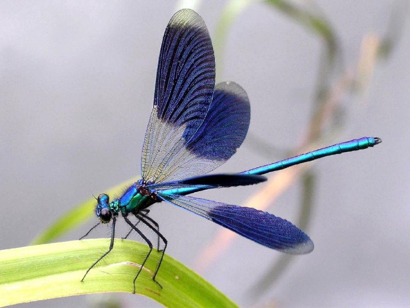 Стрекоза Calopteryx