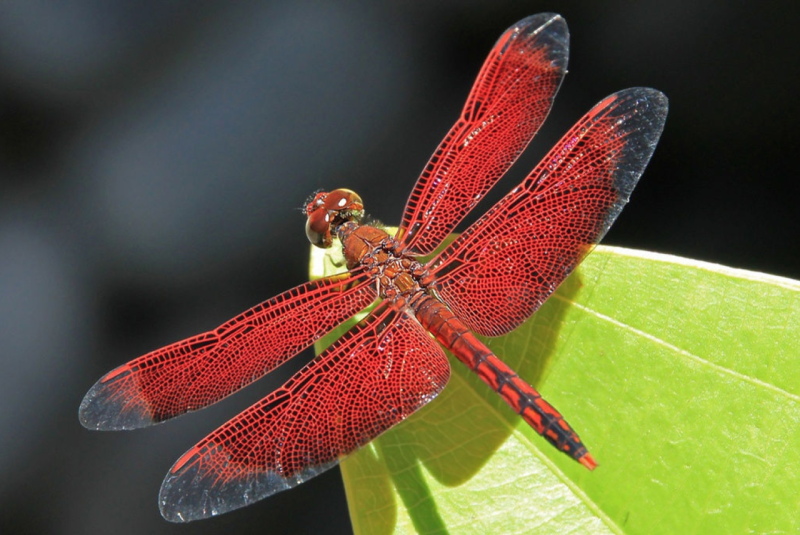 Red Dragonfly