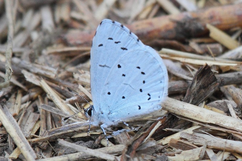 Голубянка Весенняя Celastrina argiolus