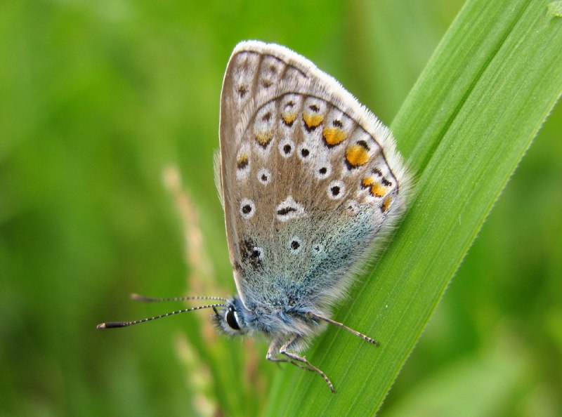 Голубянка Икар (Polyommatus Icarus).