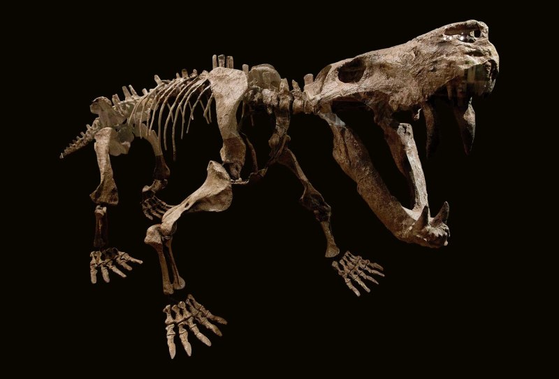 Inostrancevia скелет