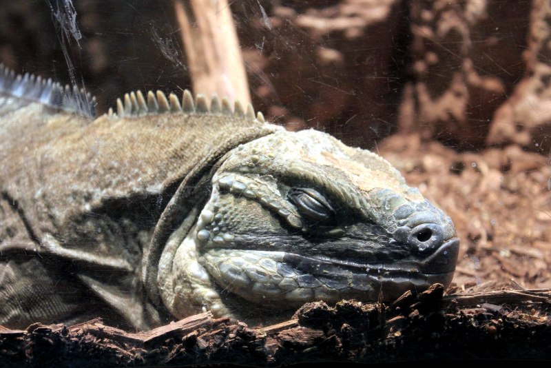 Ямайская кольцехвостая игуана (Jamaican Rock Iguana)