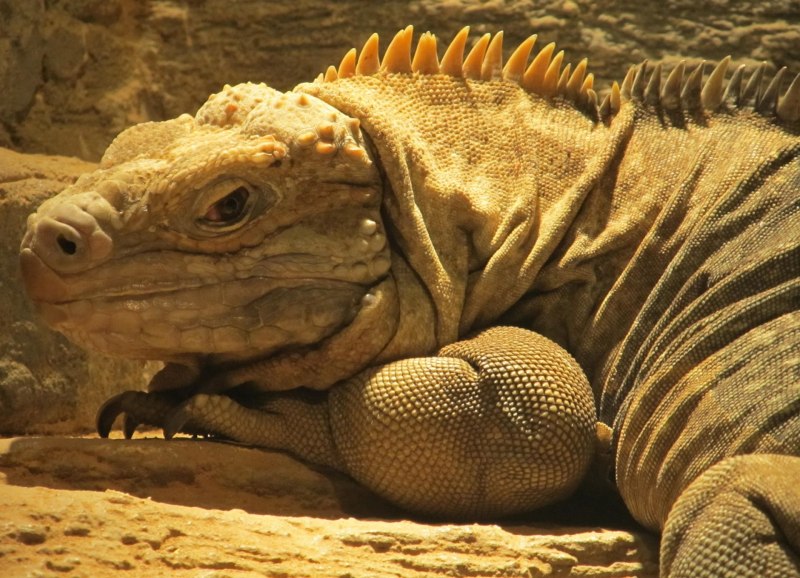 Ямайская кольцехвостая игуана (Jamaican Rock Iguana)