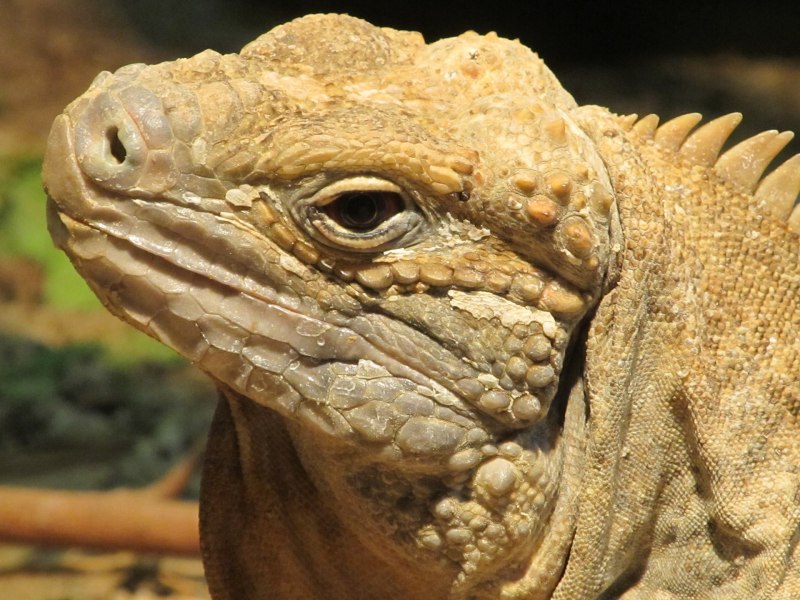 Cyclura collei