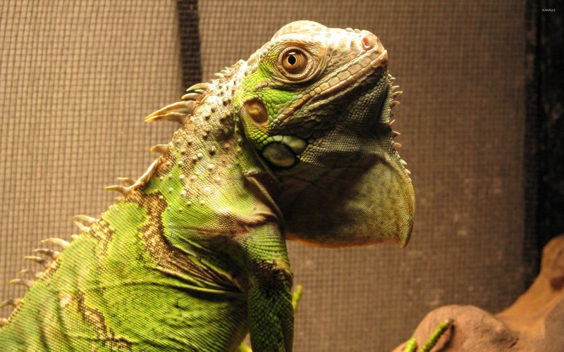 Iguana аватар