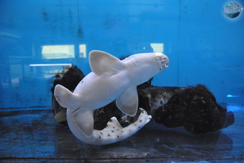 Кошачья акула купить