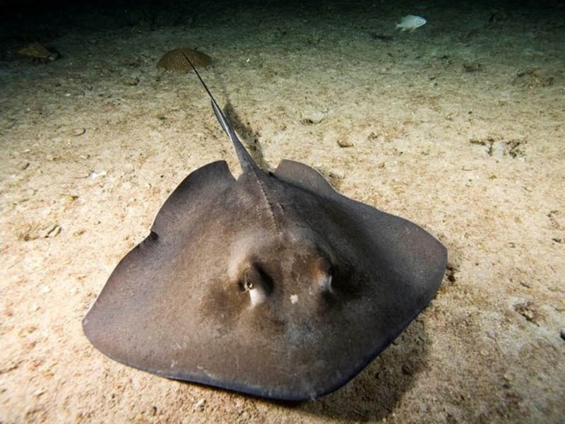 Скат-хвостокол морской кот