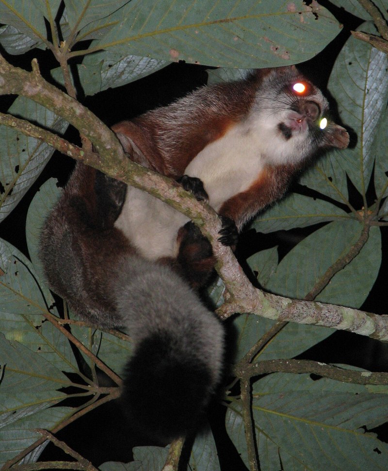 Petaurista Petaurista