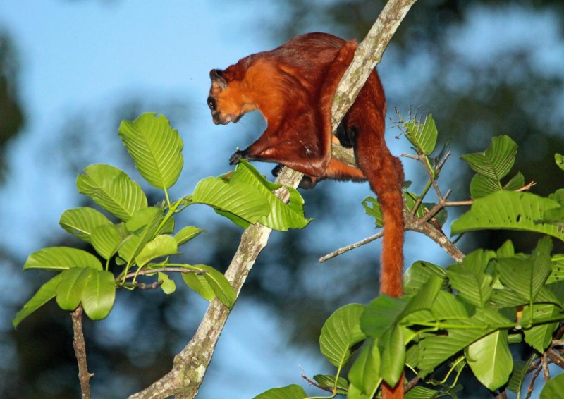 Petaurista Petaurista