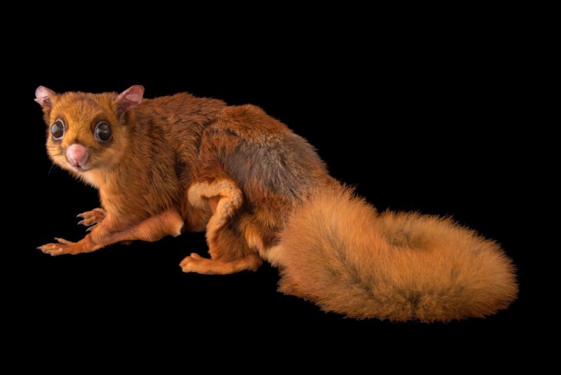 Petaurista philippensis