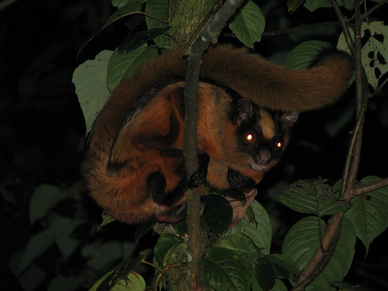 Petaurista Petaurista