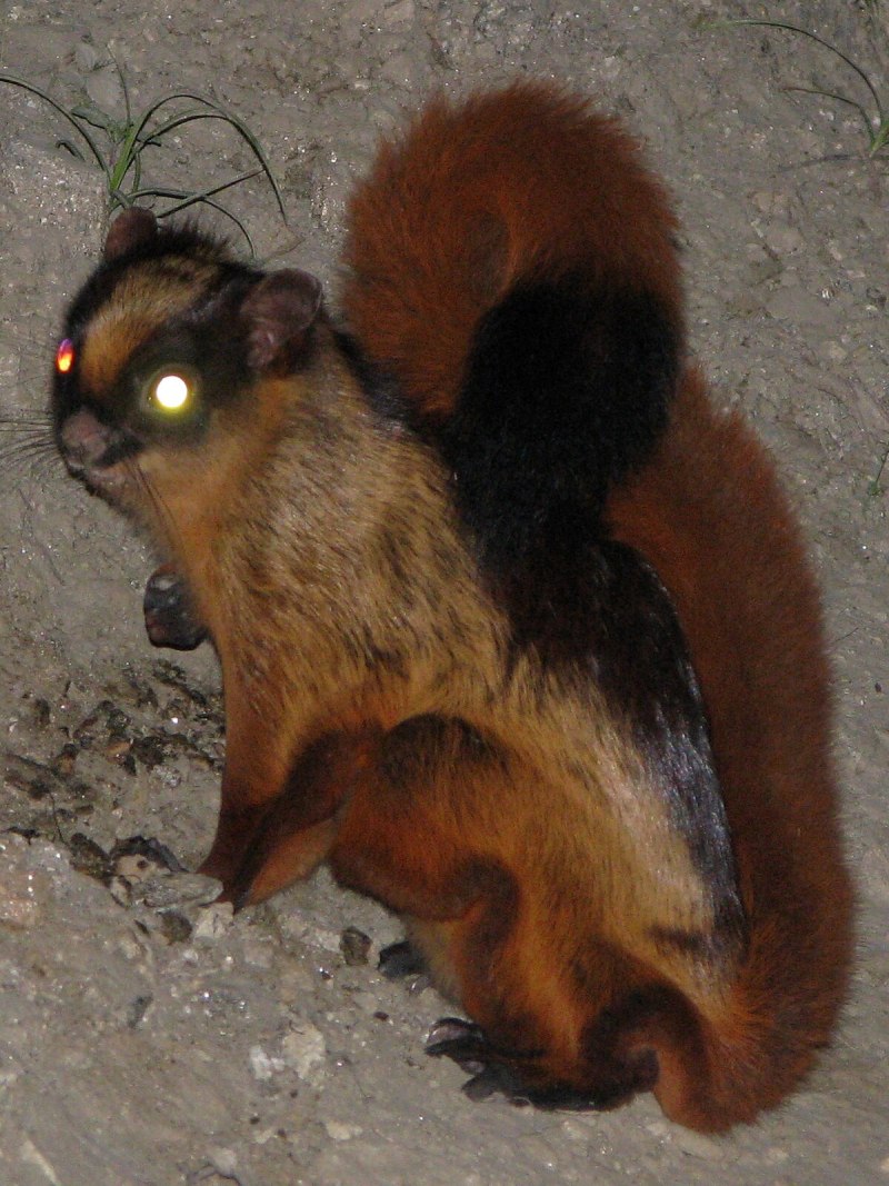 Petaurista Nobilis
