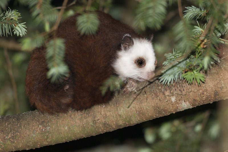 Petaurista alborufus