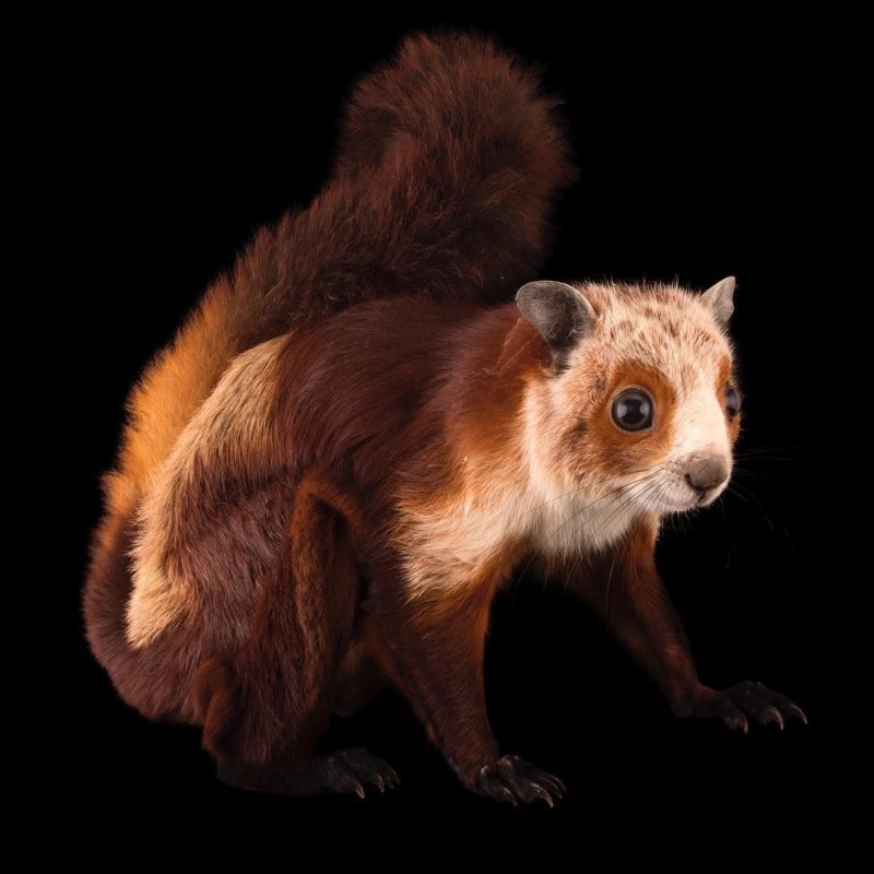 Petaurista Petaurista