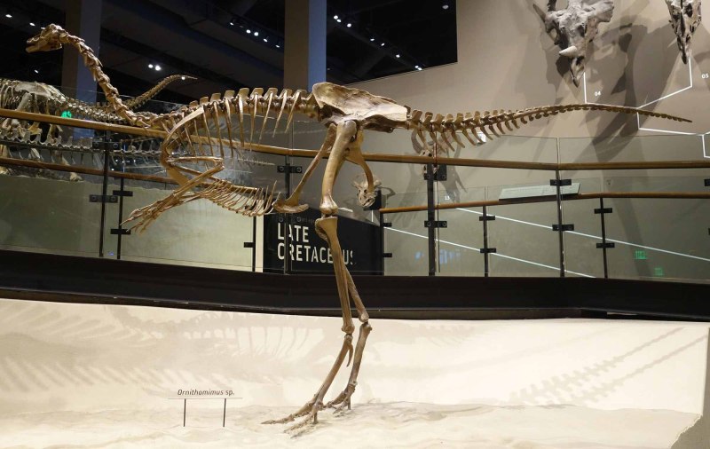 Ornithomimus (орнитомим)