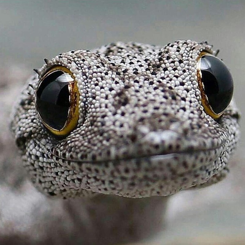 Strophurus ciliaris геккон