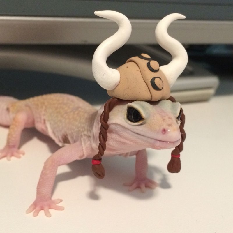 Кошачий геккон спит