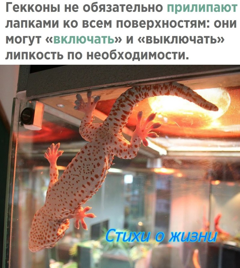 Геккон эублефар лапы