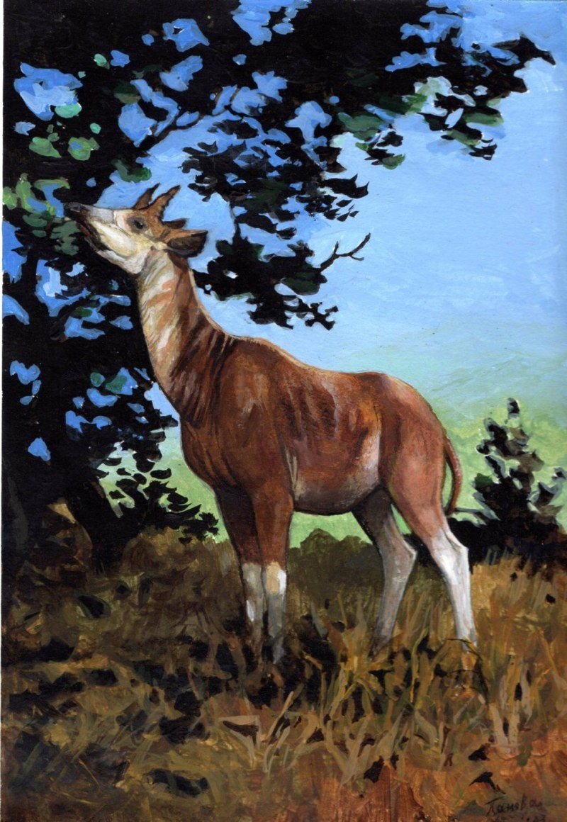 Palaeotragus priasovicus