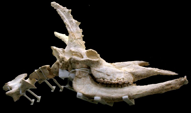 Decennatherium Rex