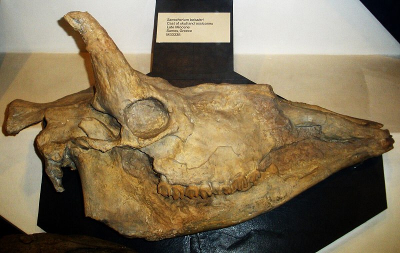 Самотерий (Samotherium Major)