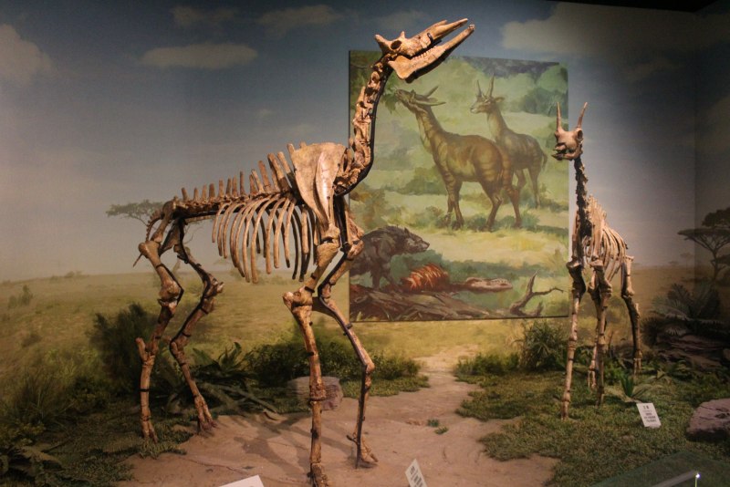 Palaeotragus priasovicus