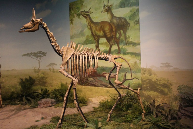 Palaeotragus priasovicus