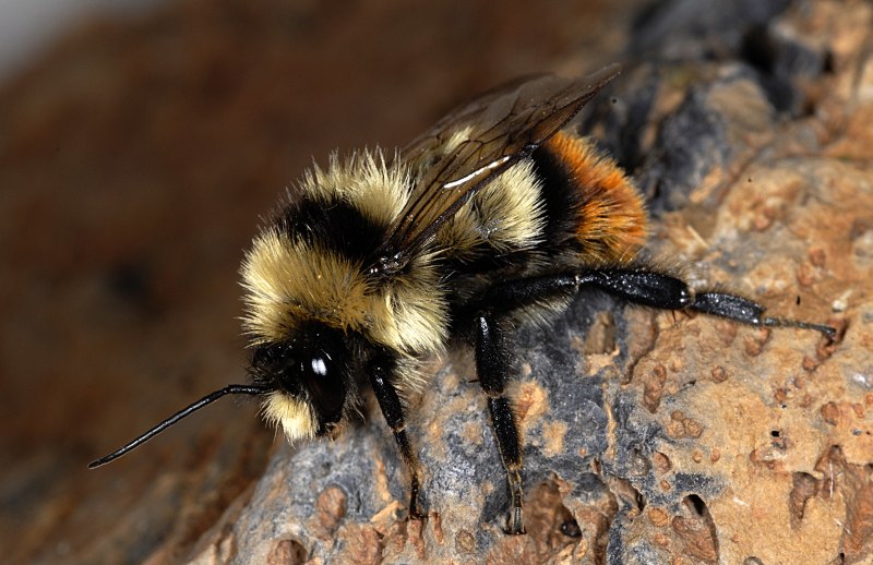 Шмель пластинчатозубый Bombus cullumanus