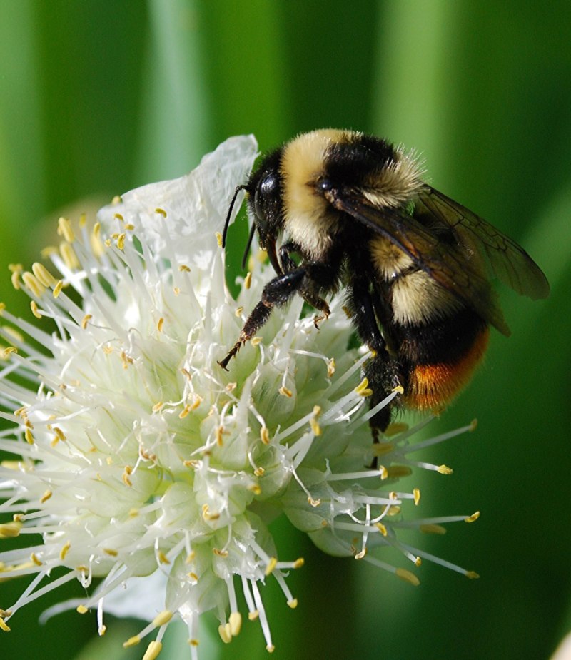 Шмель армянский - Bombus armeniacus