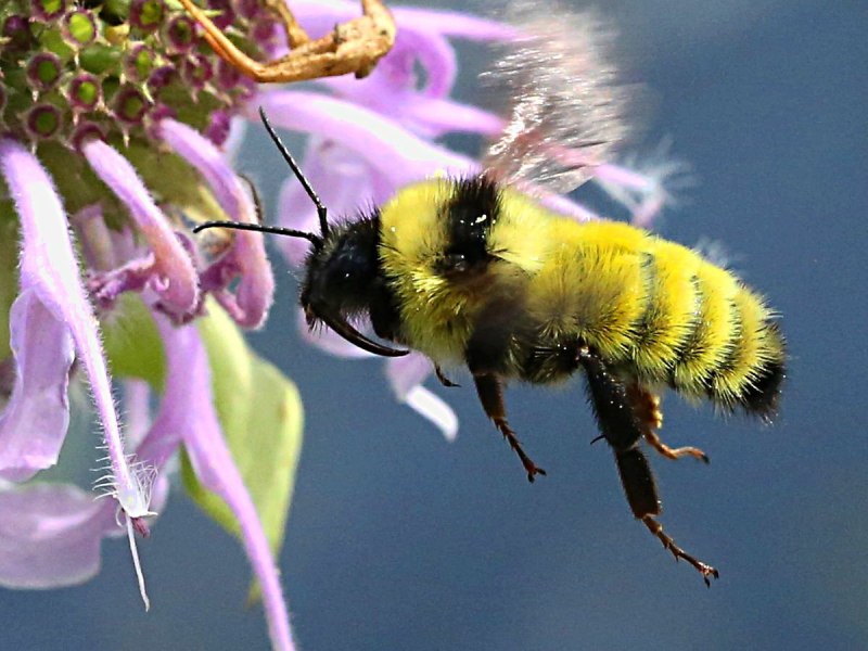 Шмель Прибайкальский (Bombus subbaicalensis)