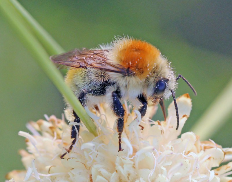 Шмель редчайший Bombus Unicus