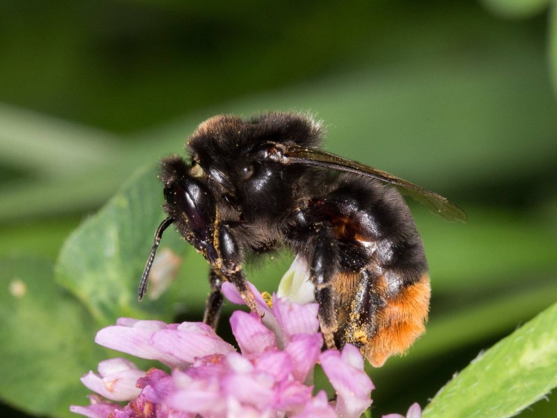 Шмель необыкновенный (Bombus paradoxus)