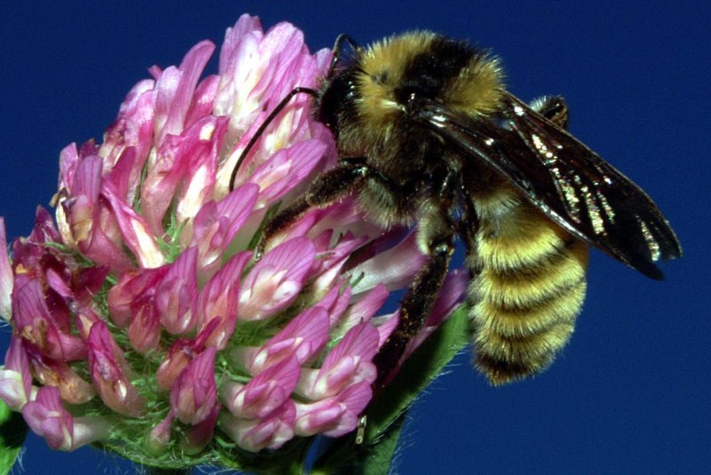 Bombus fragrans