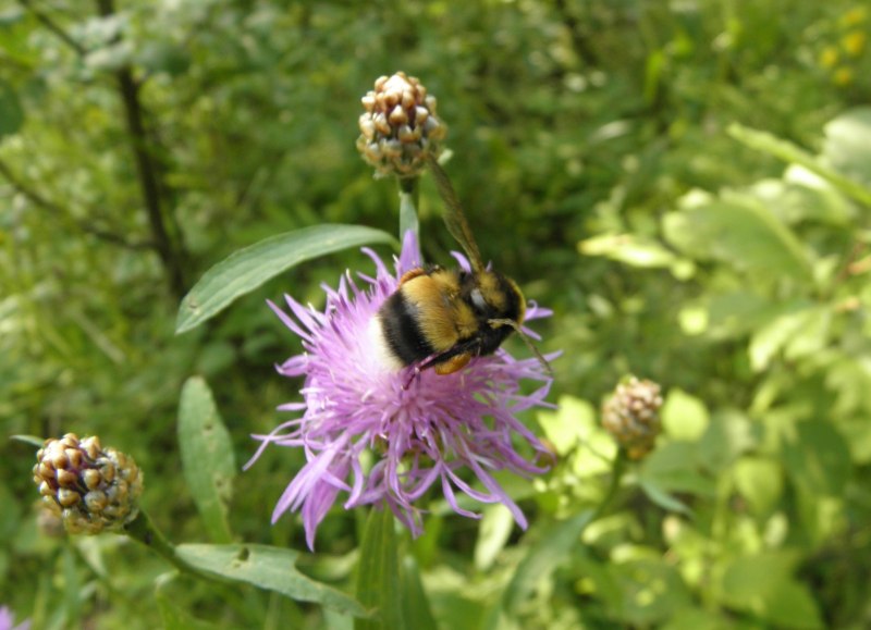 Шмель спорадикус – Bombus sporadicus
