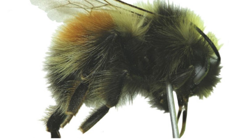 Bombus glacialis