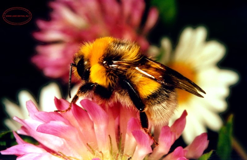 Шмель Байкальский Bombus deuteronymus