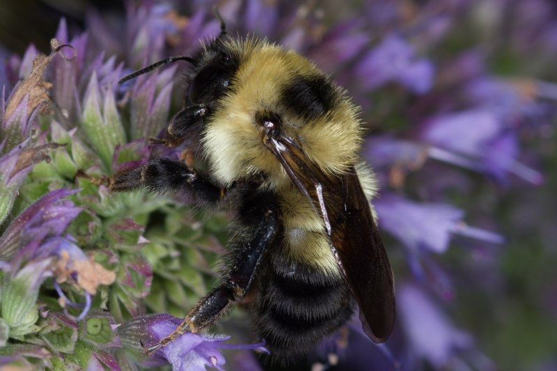Степной Шмель Bombus fragrans