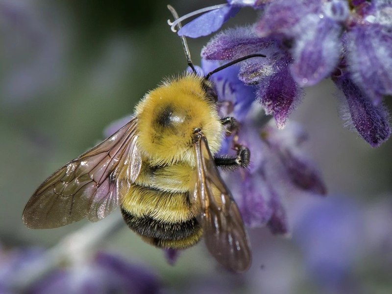 Шмель Прибайкальский (Bombus subbaicalensis)